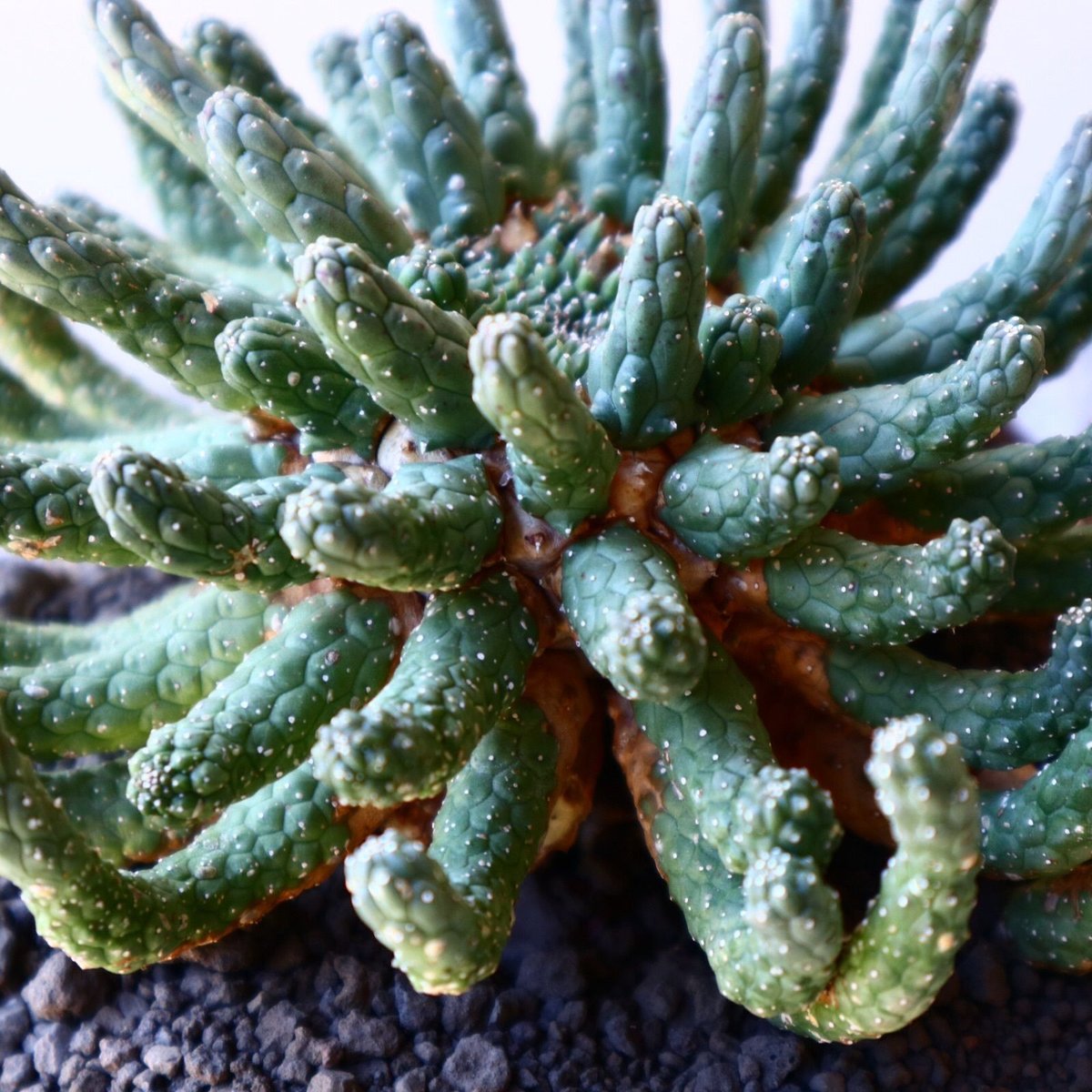 ユーフォルビア エスクレンタ Euphorbia esculenta no.40718