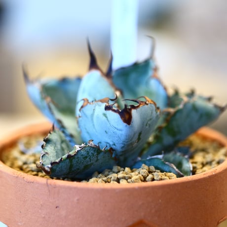 Agave titanota black&bule × YAMABACHI    no.123169