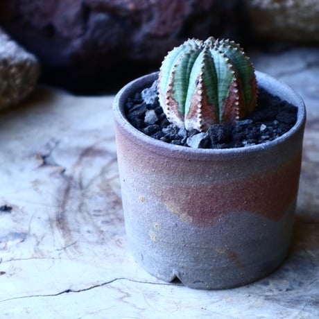 ユーフォルビア  オベサ    Euphorbia obesa　no.32219