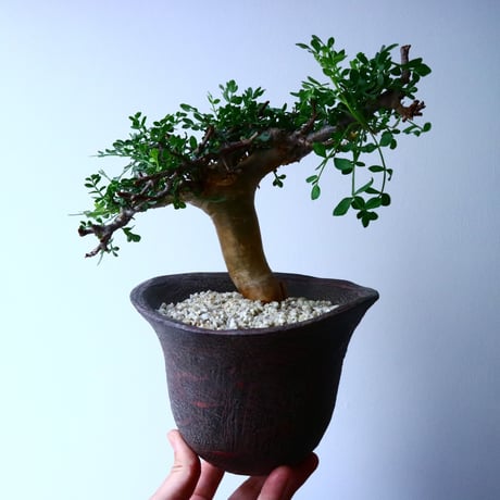 コミフォラ    ピンネイト リーブス   pinnate leaves No.051