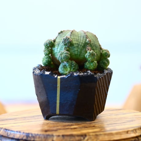N/OH × Euphorbia symmetrica   no.61808