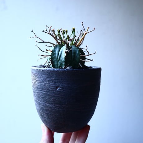 ユーフォルビア  バリダ    Euphorbia valida     no.21651