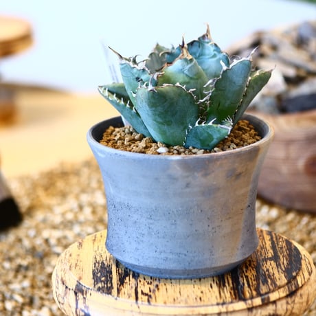 【9/9入荷未発根未活着ベアルート植込み】 Agave titanota White Whale    no.91774