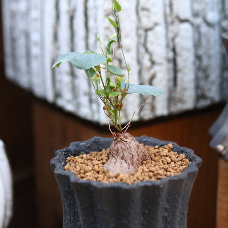 ディオスコレア ヘミクリプタ 銀葉亀甲竜 / Dioscorea ディオスコレア ヘミクリプタ 銀葉亀甲竜 / Dioscorea