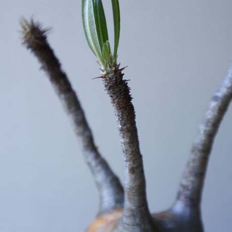 パキポディウム グラキリス Pachypodium rosulatum var. gracilius no.51936