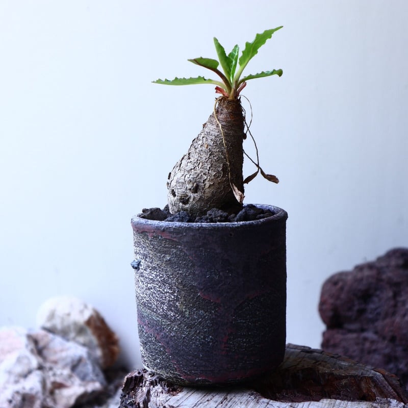 ユーフォルビア sp. フィッシュボーン Euphorbia sp. nov. fishb
