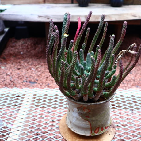 ユーフォルビア エスクレンタ／Euphorbia esculenta     no.50211