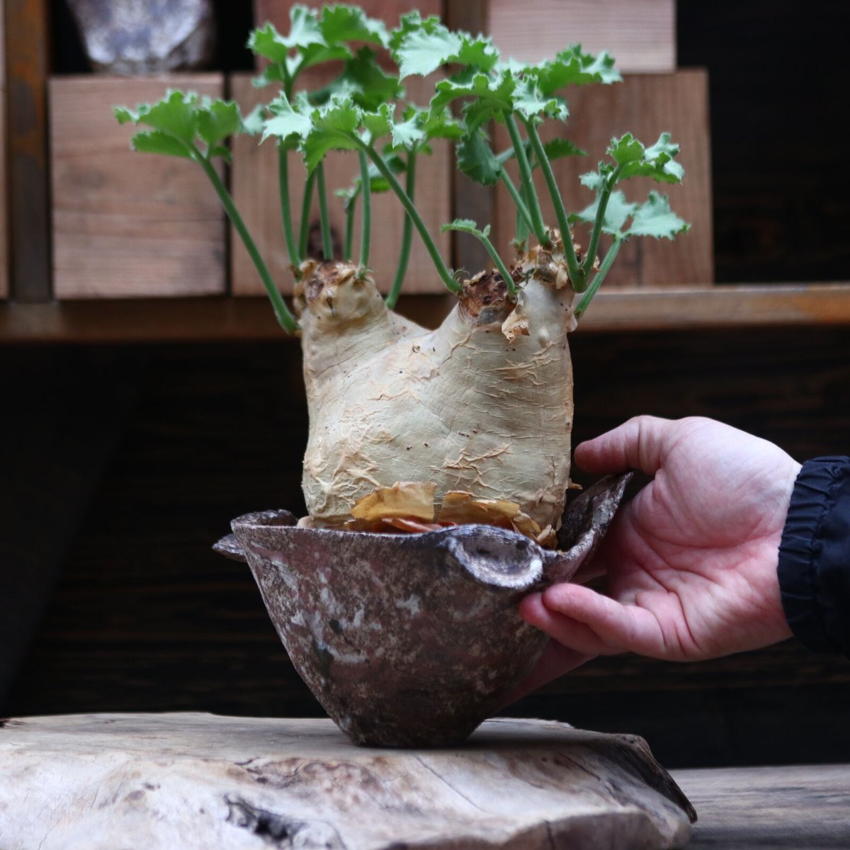 キフォステンマ ウター マクロプス キフォステンマ ウター マクロプス【産地アンゴラ】 by PNOG