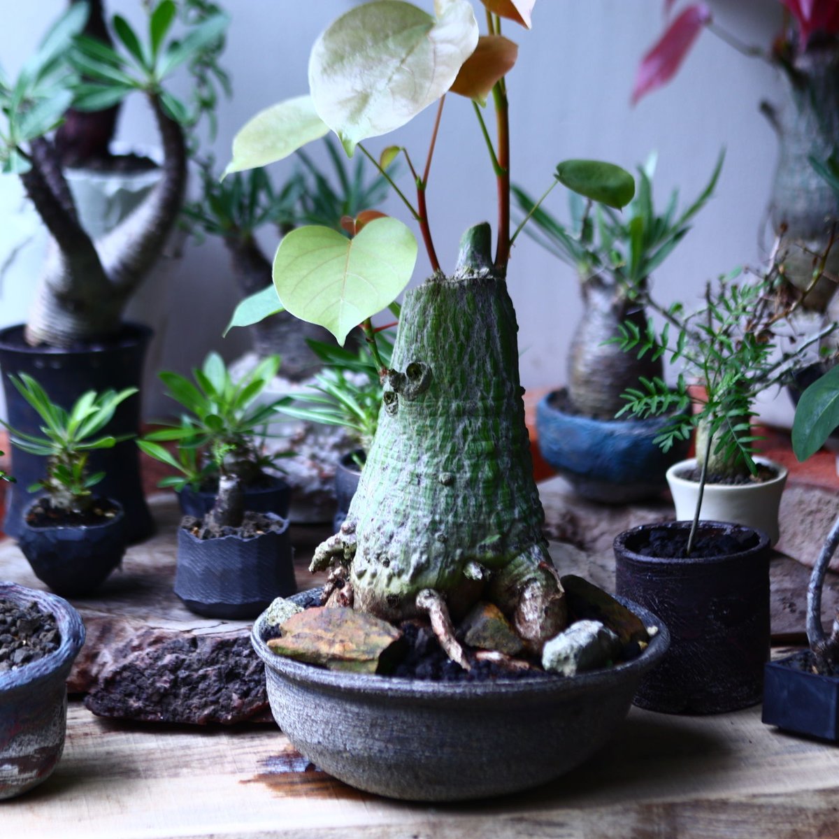 ボンバックス Pseudobombax ellipticum 鉢付発送 プセウドボンバックス エリプティクム Pseudobombax ellipticum n