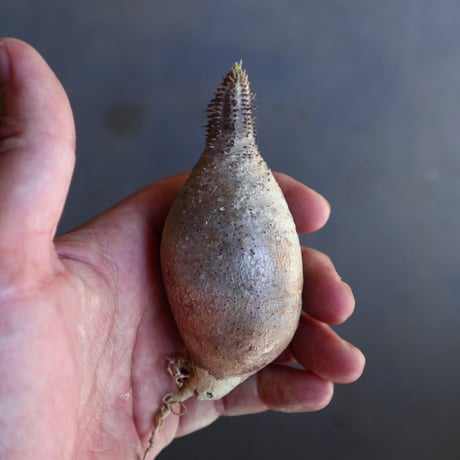 パキポディウム グラキリス 抜苗  Pachypodium rosulatum var. gracilius no.100616