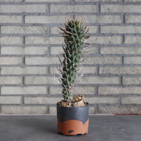 Euphorbia schoenlandii (闘牛角) × N/OH (4号)  no.510/5