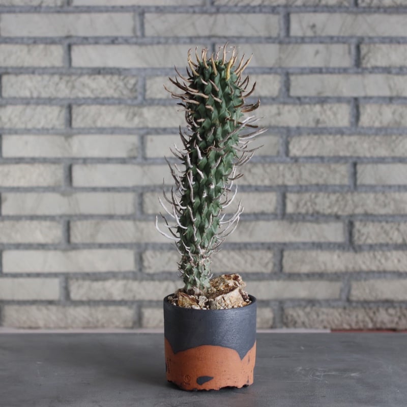 Euphorbia schoenlandii (闘牛角) × N/OH (4号) no.51