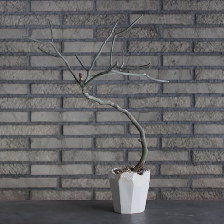 Euphorbia kamponii (カンポニー) / Madaascar / T.W.× N/OH (4号) no.510/4