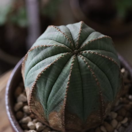 Euphorbia obesa  × YAMABACHI var. 六本芽  no.61610