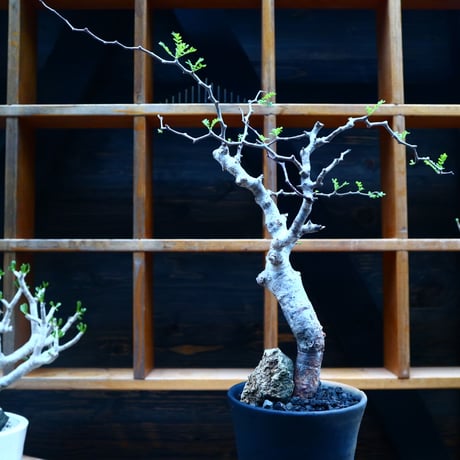 コミフォラ モンストローサ／Commiphora monstrosa   no.90521