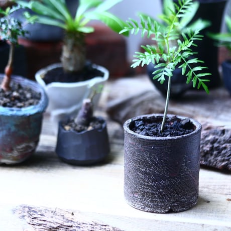 ブルセラ  ミクロフィラ  Bursera microphylla    no.71919