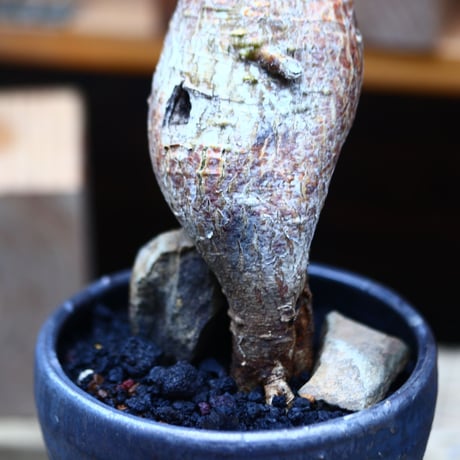 パキポディウム  サキュレンタム    Pachypodium Succulentum  no.82942