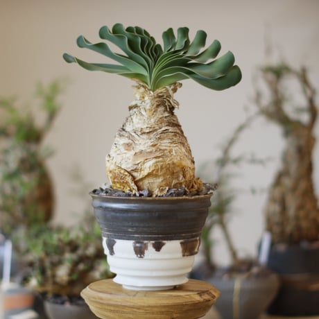 CATEGORY website up | 芽の巣山