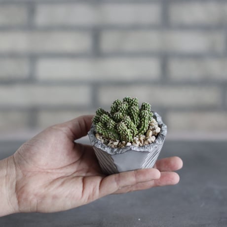 Euphorbia sepulta × N/OH (3号)  no.510/46