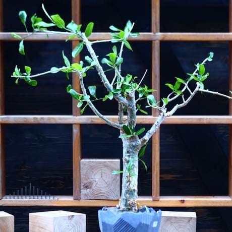 コミフォラ ラミー／Commiphora  lamii  no.82249