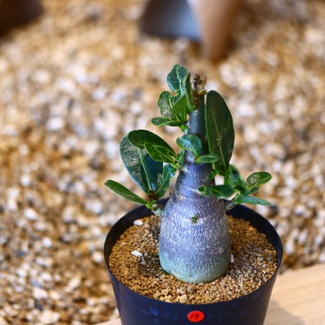 アデニウム アラビカム / Adenium  arabicum   no.50717