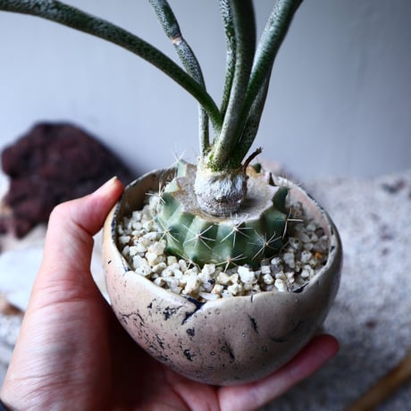 アストロフィツム カプト メデューサ  接木   Astrophytum caputmedusae    no.71419