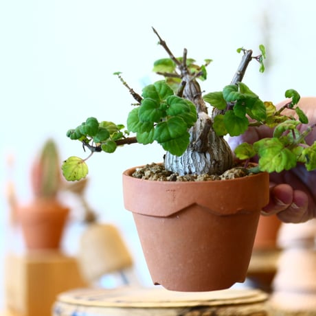 YAMABACHI × Plectranthus ernstii   no.91011