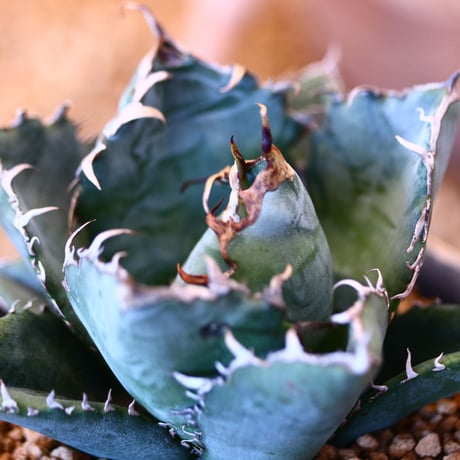 【9/9入荷未発根未活着ベアルート植込み】 Agave titanota White Whale    no.91774