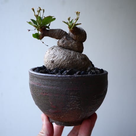ユーフォルビア   ラノイラ   Euphorbia.sp nova Ranohira  no.42110