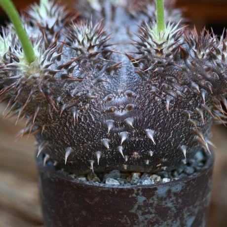 パキポディウム  恵比寿大黒(実生)/ Pachypodium  Densicaule/ 発根済み   no.21921
