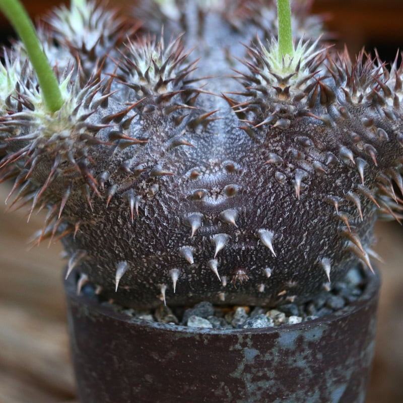 8/2 パキポディウム 恵比寿大黒 × エブレネウム 140粒 種子 自家