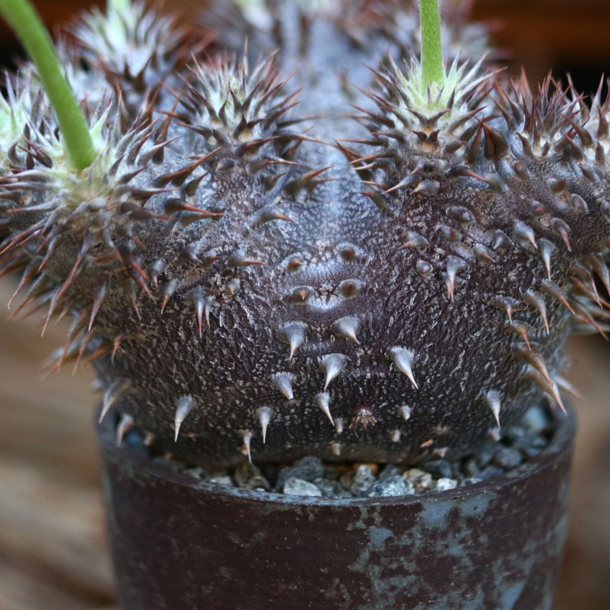 パキポディウム 恵比寿大黒(実生)/ Pachypodium Densicaule/ 発根