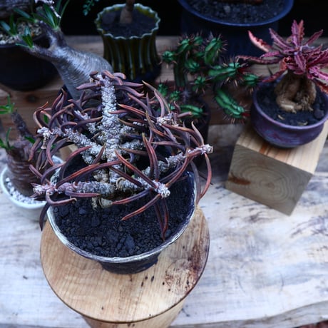 ユーフォルビア キリンドフォリア／Euphorbia cylindrifolia   no.51615