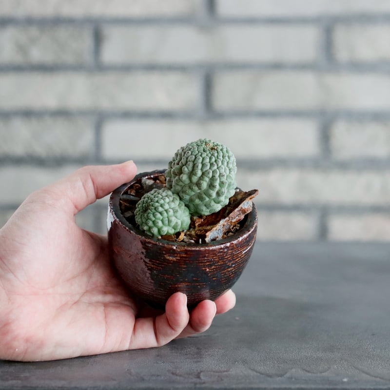 植物 Larryleachia cactiformis /仏頭玉 × 山山 特別共作鉢 (2.5号)