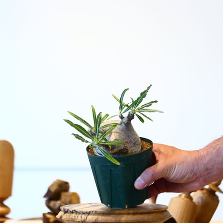 パキポディウム  グラキリス / Pachypodium  gracilius   no.52805