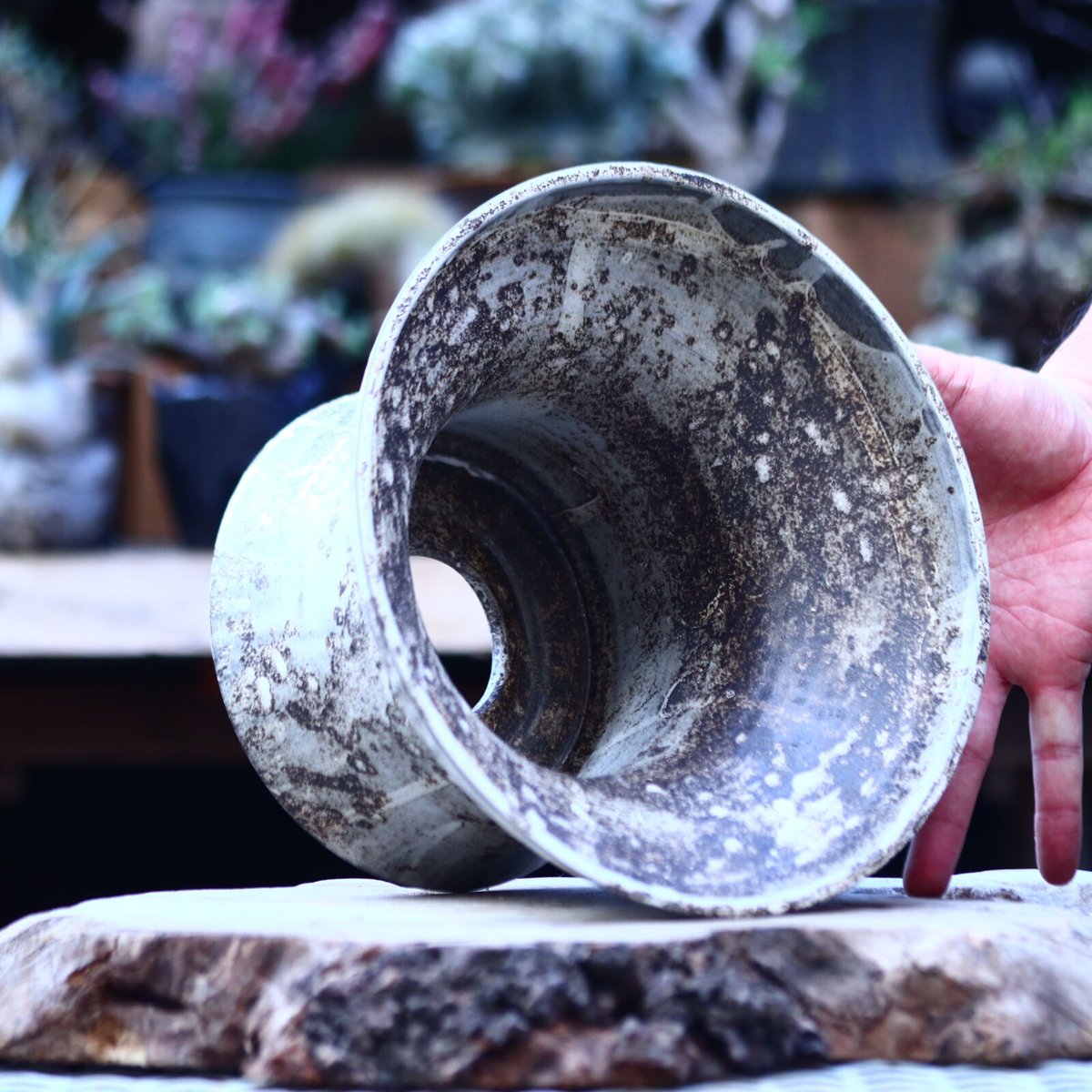 たけろうポット 大鉢 / 台形 / シロサビ no.1226-06 | 芽の巣山