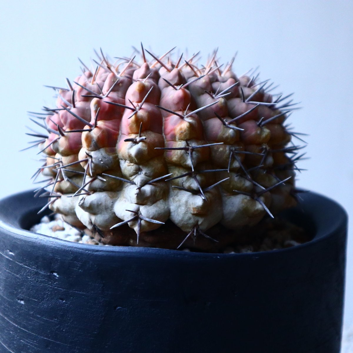 ギムノカリキウム 守殿玉 Gymnocalycium stellatum no.12151...