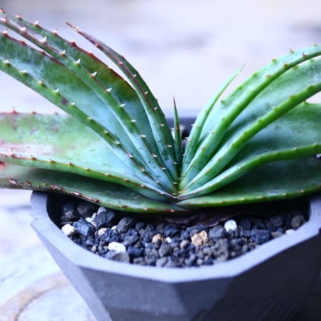 アロエ スプラフォリアータ     Aloe suprafoliata    no.101835