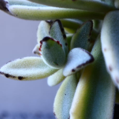カランコエ  トメントーサ　月兎耳  斑入り   Kalanchoe   tomentosa  no.11917
