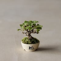 ガマズミ / twinz bonsai (1号)  no.913/78