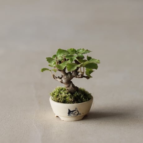 CATEGORY 盆栽 | 芽の巣山