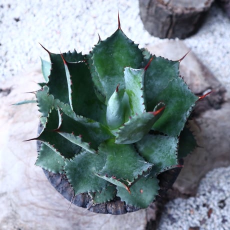 アガベ   ポタトラム     Agave potatorum    no.112418