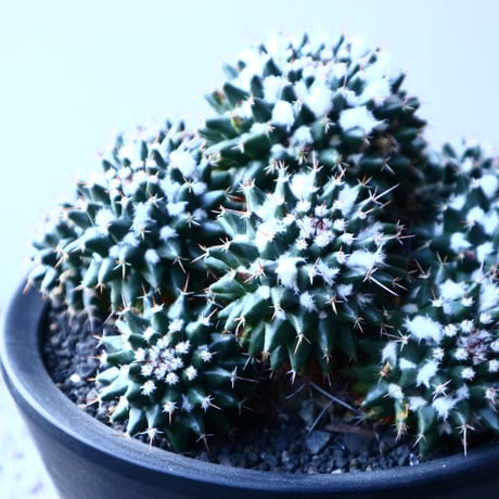 マミラリア　ブカレンシス　Mammillaria bucareliensis no.121524
