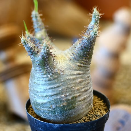 'ハルコイ´セット (N/OH × Pachypodium gracilius)  no.30305