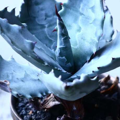 アガベ  白岳殿  Agave colorata 'Hakugakuden'       no.121518