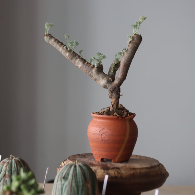 【サマーセール】モンソニア　ムルチフィダ Monsonia multifida × N/OH no.905-20 | 芽の巣山