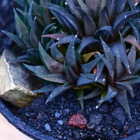 ハオルチア 大型パークシアーナ／Haworthia parksiana  no.21331