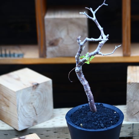 コミフォラ モンストローサ   Commiphora monstrosa   no.82228
