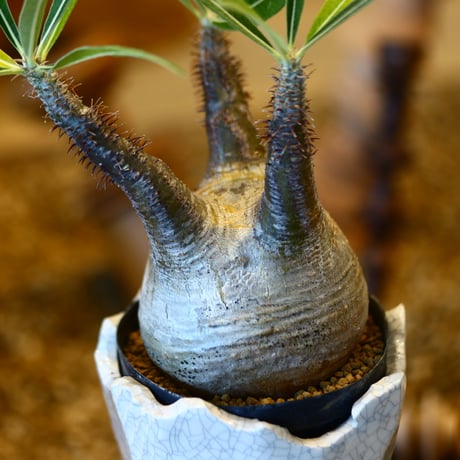 'ハルコイ´セット (N/OH × Pachypodium gracilius)  no.30313
