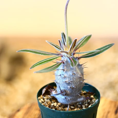パキポディウム カクチペス(実生) / Pachypodium rosulatum var. cactipes   no.51449